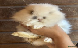 Lionhead rabbits for sale: Extra Special Lionhead Bunnies  - Image 16