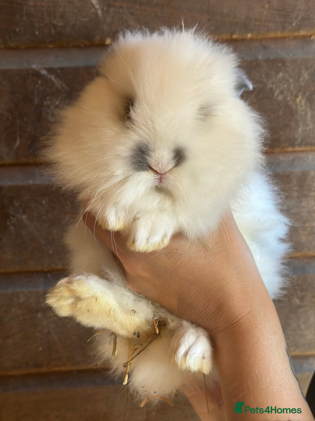 Lionhead rabbits for sale: Extra Special Lionhead Bunnies  - Image 16