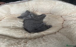 British Shorthair cats for sale: 8 week old British shorthair  - Image 11