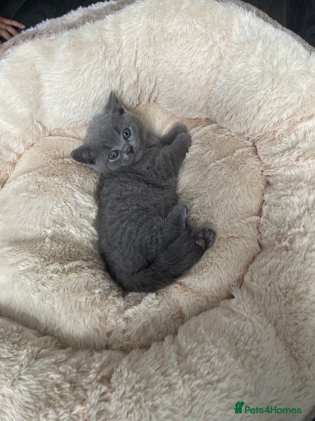 British Shorthair cats for sale: 8 week old British shorthair  - Image 11