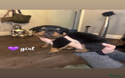 Rottweiler dogs for sale: Stunning Rottweiler puppies ✨ - Image 8