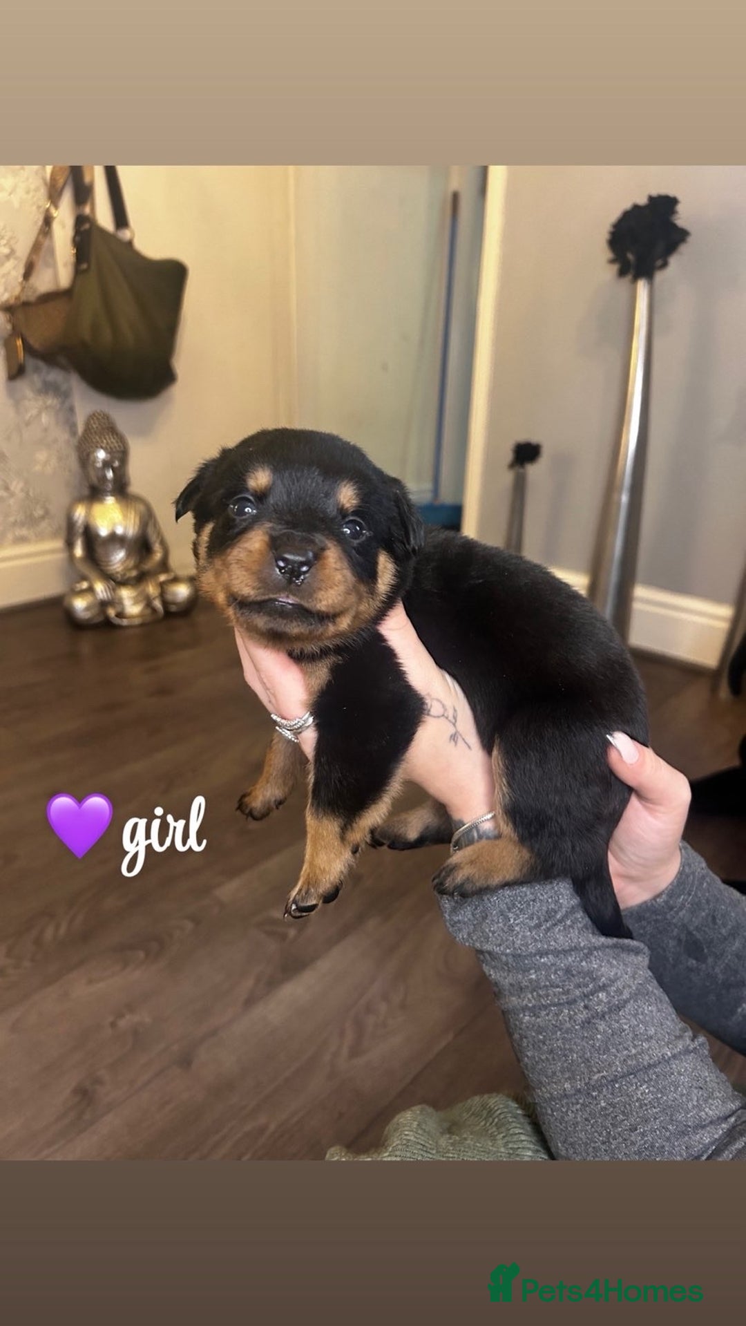 Rottweiler dogs for sale: Stunning Rottweiler puppies ✨ - Image 8