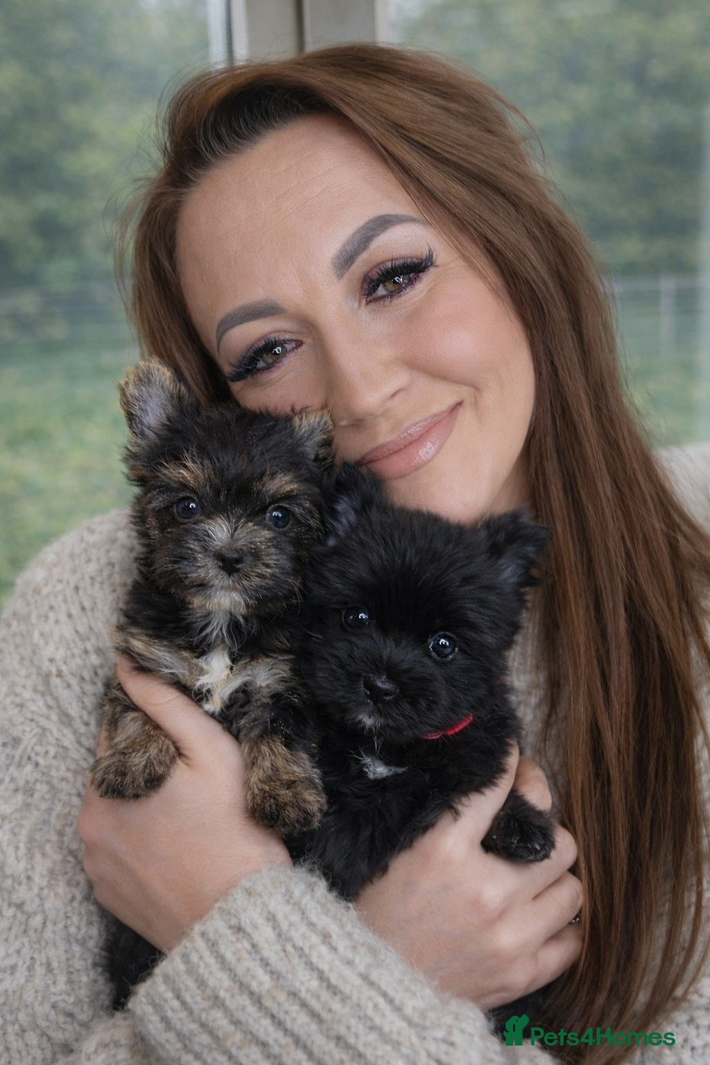 Yorkshire Terrier dogs Yorkshire Terrier  - Advert 1