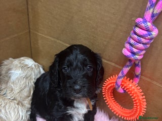 Cockapoo dogs Cockapoo puppies - Advert 6