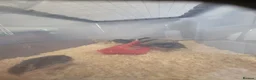 Quail poultry for sale: Coturnix quail in Washington - Advert 4
