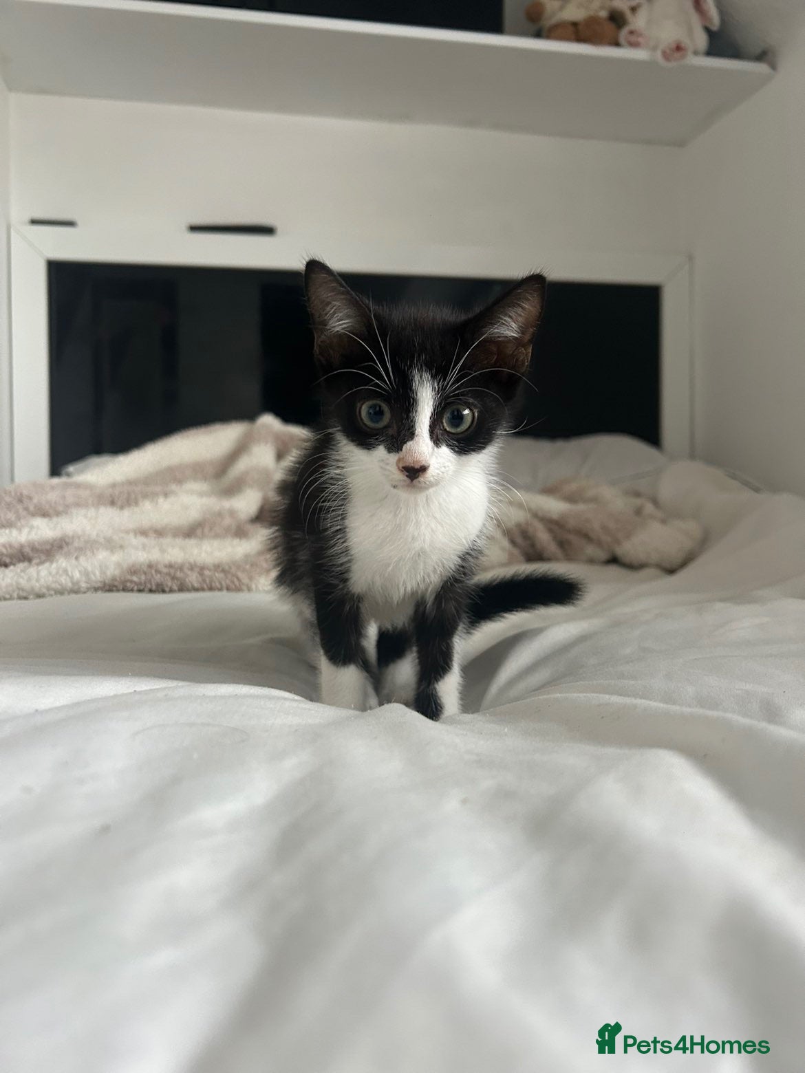 Domestic Shorthair cats 2 male kittens looking for their forever home💕🐾 - Advert 5