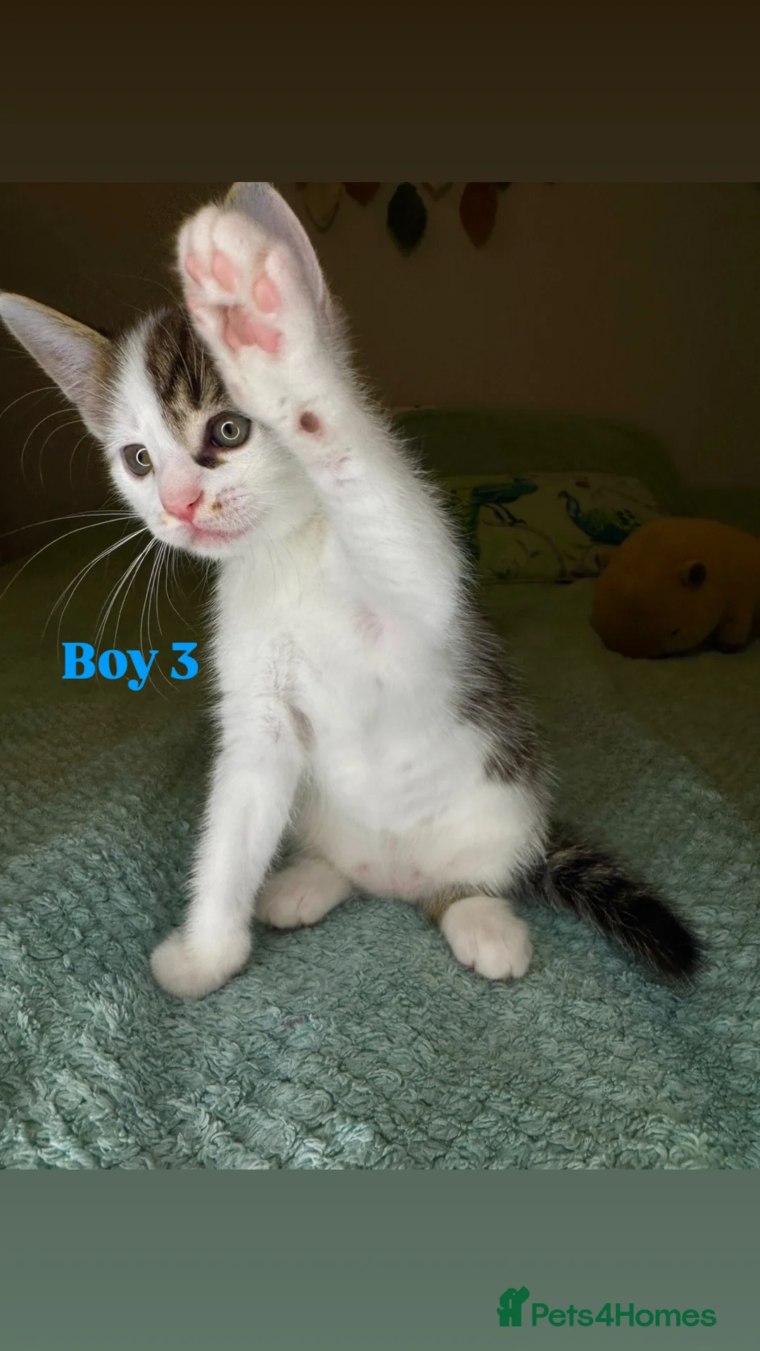 Mixed Breed cats for sale: 🐾 Beautiful Kittens Looking for Loving Homes 🐾 - Advert 8