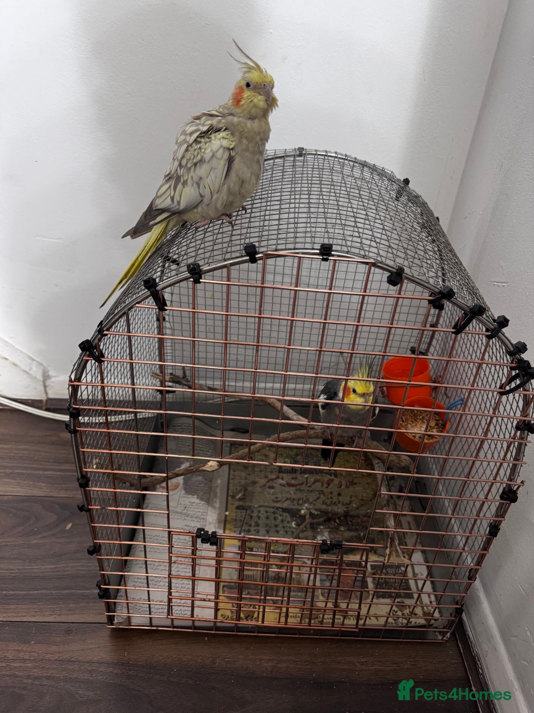 Cockatiels birds for sale: Beautiful Pair of Cockatiels – Healthy & Friendly - Image 2