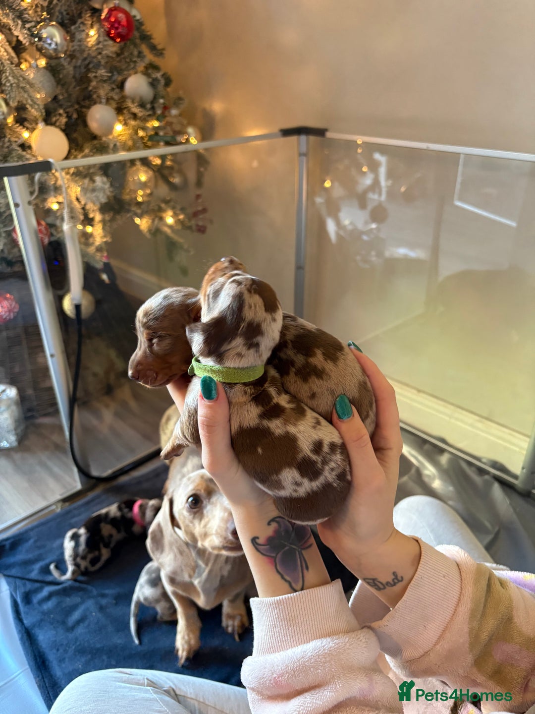 Miniature Dachshund dogs for sale: Miniature dachshund  - Advert 11