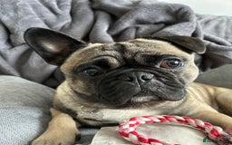 Frug dogs for sale: 2 year old Frug for sale - Image 7