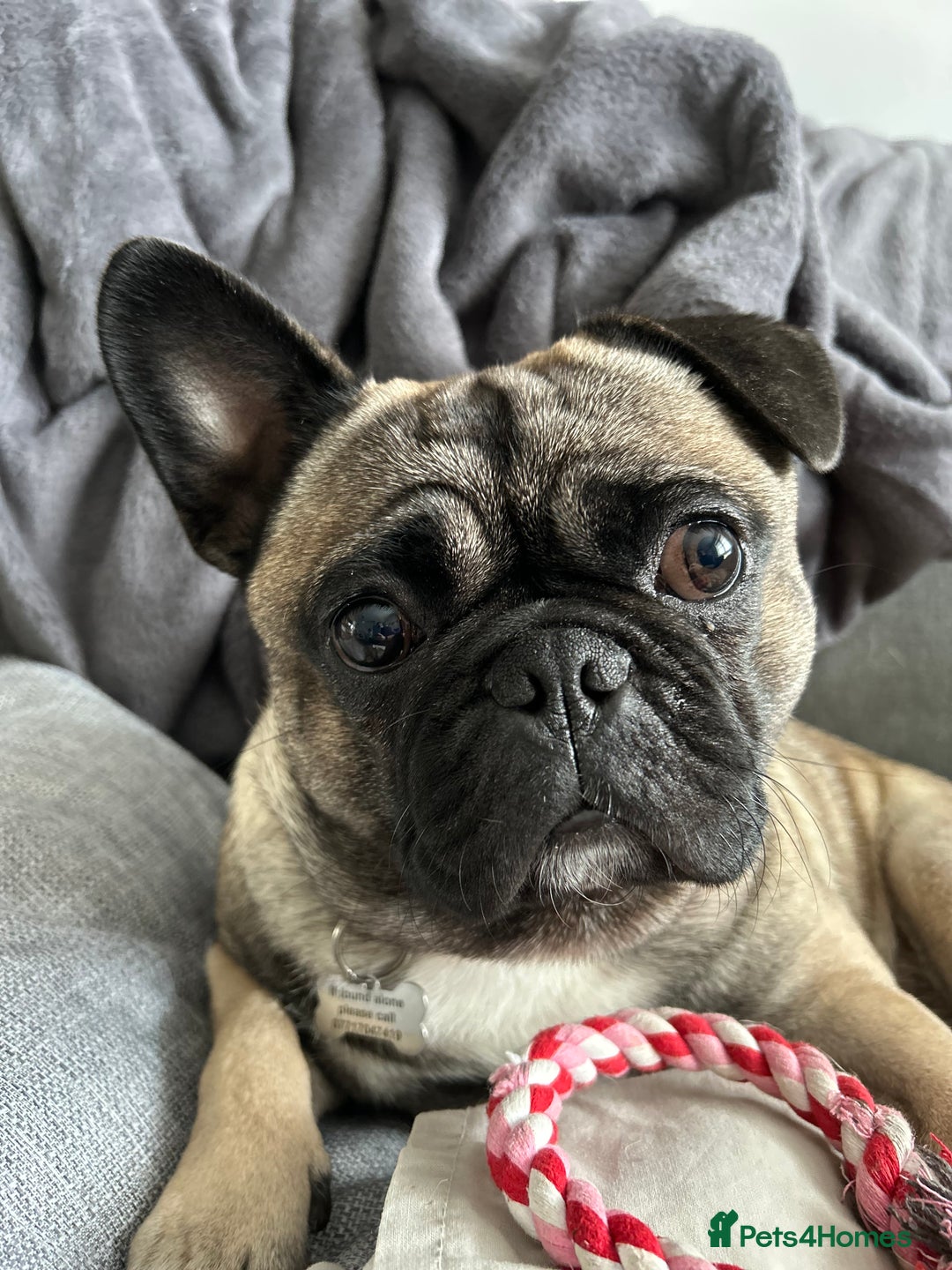 Frug dogs for sale: 2 year old Frug for sale - Image 7