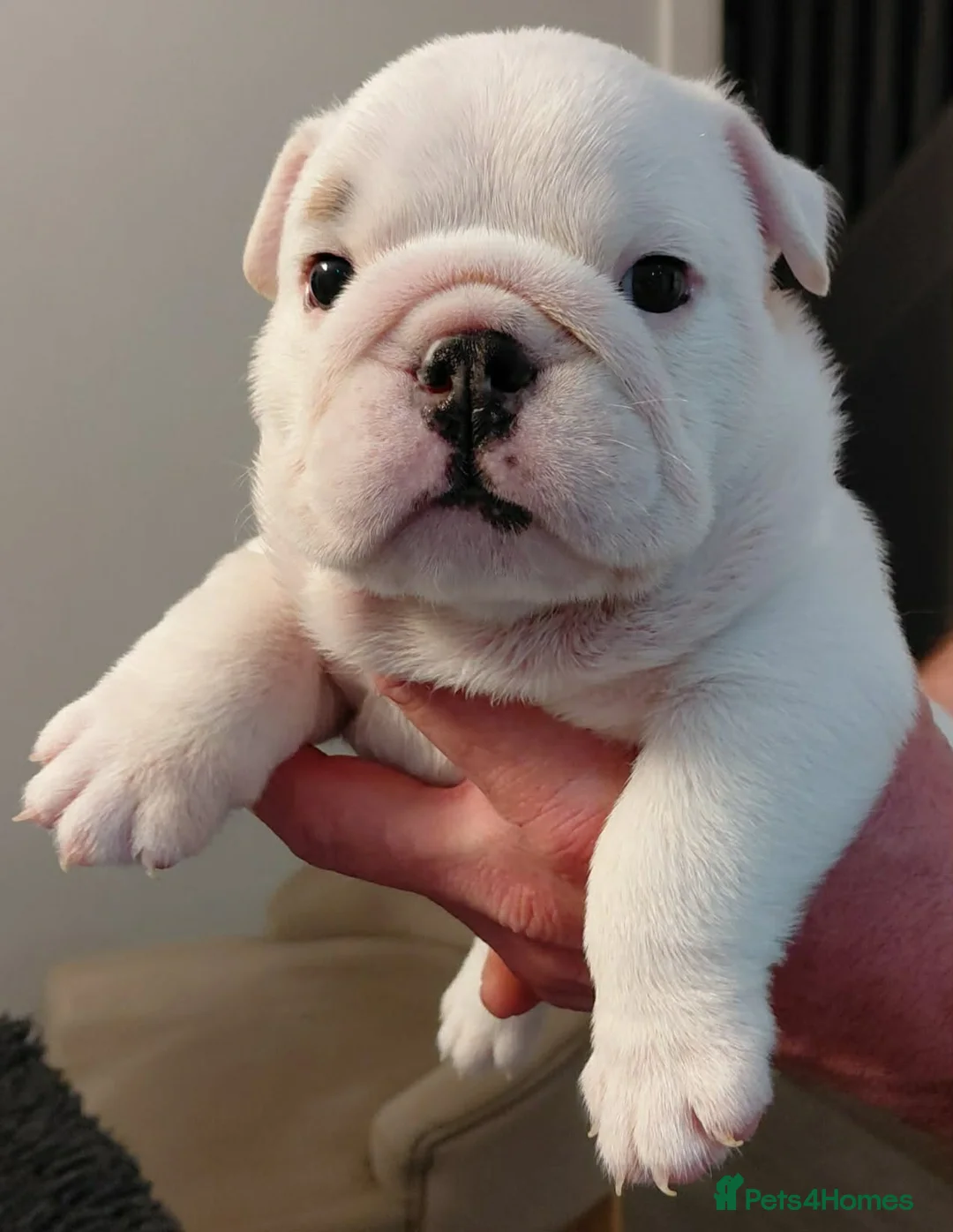 English Bulldog dogs for sale: English Bulldog Puppies Loving Homes Wanted 🐾 in Dungannon - Advert 2