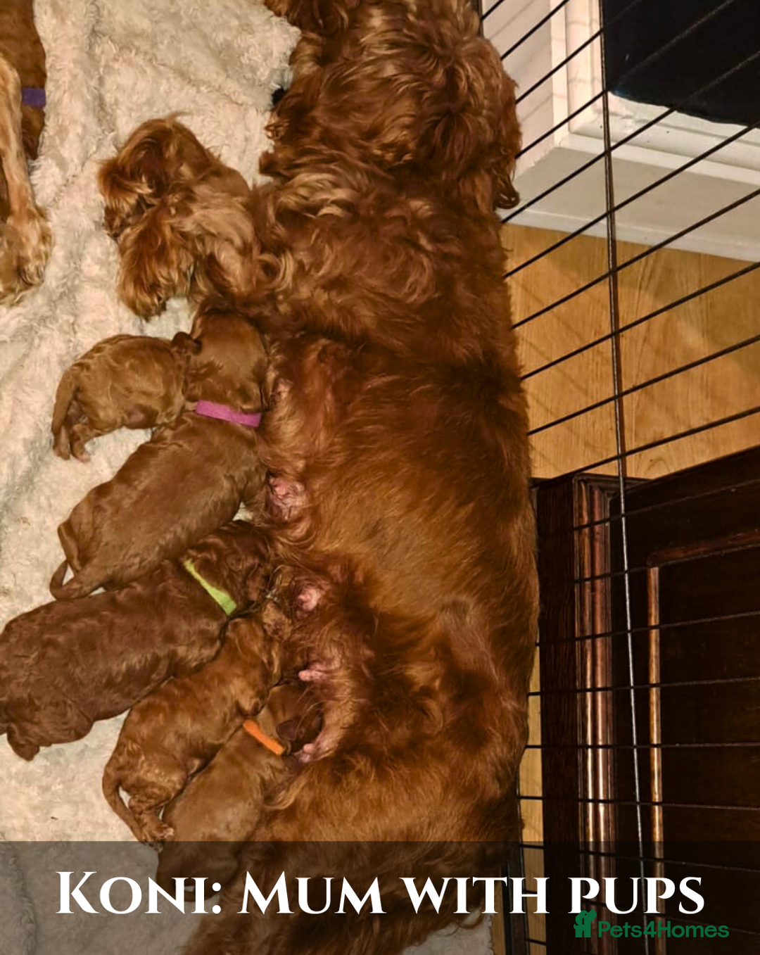 Cavapoo dogs for sale: 5 Beautiful Deep Red F1B Cavapoo Pups - Advert 3