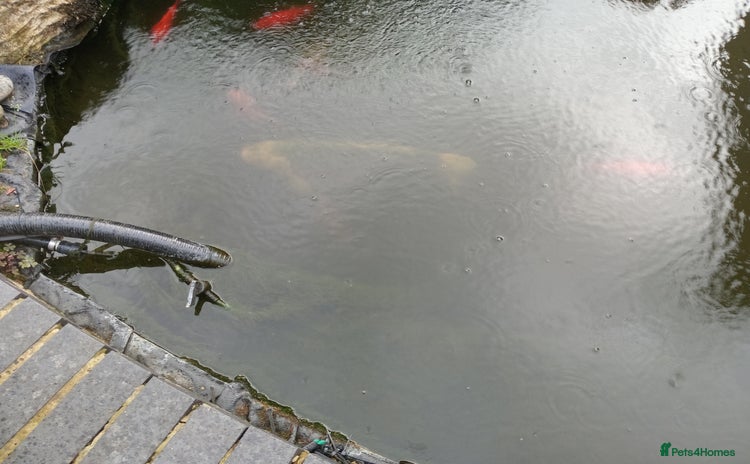 Koi Carp fish - Advert 1