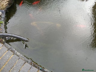 Koi Carp fish - Advert 1