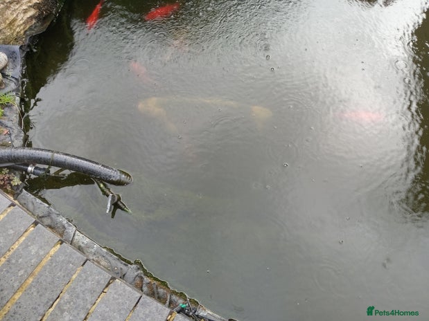 Koi Carp fish - Advert 1