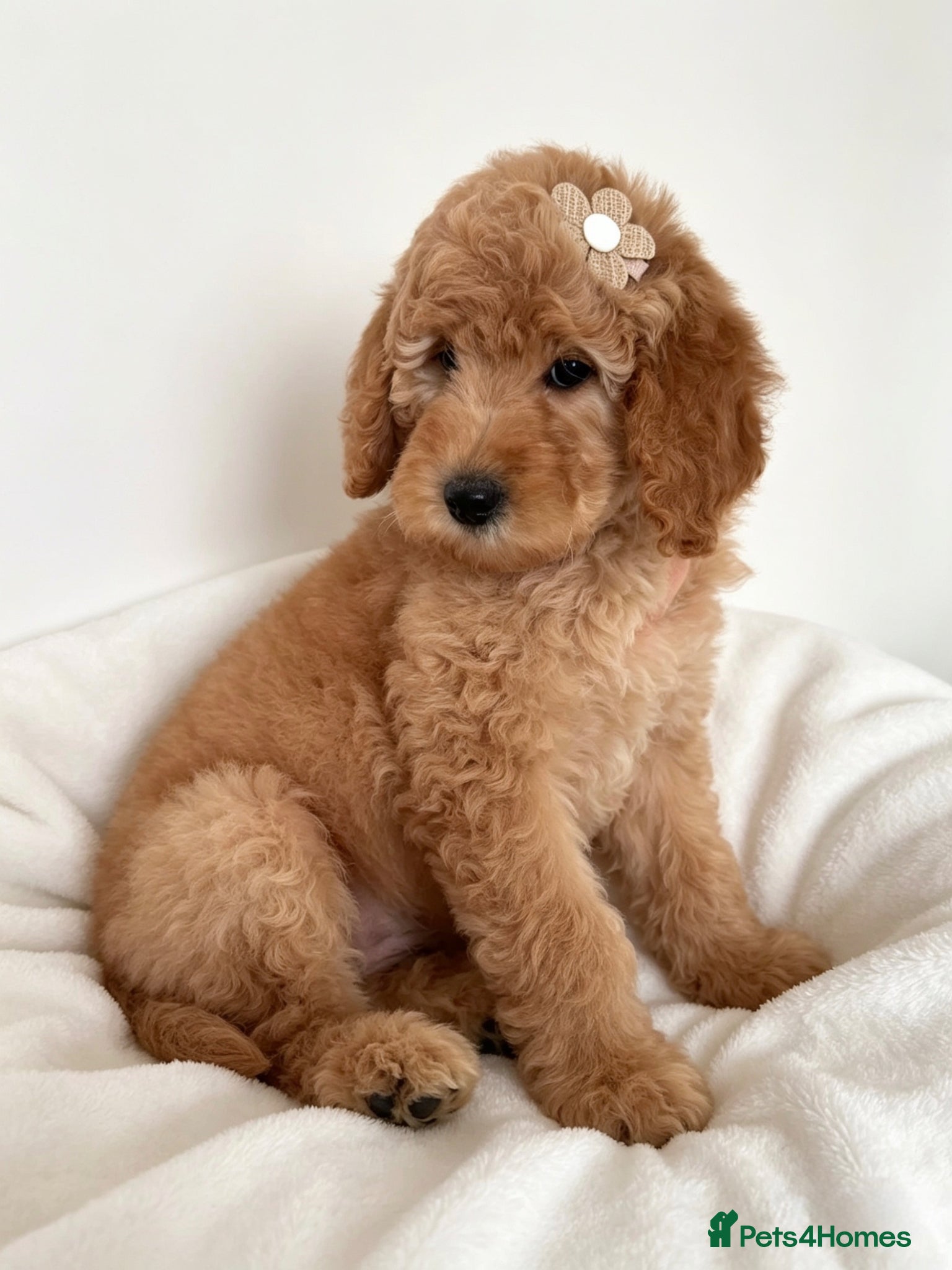 Australian Labradoodle dogs ‼️ Ready for their forever home ‼️  - Advert 11