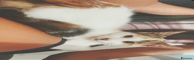 Mixed Breed 3