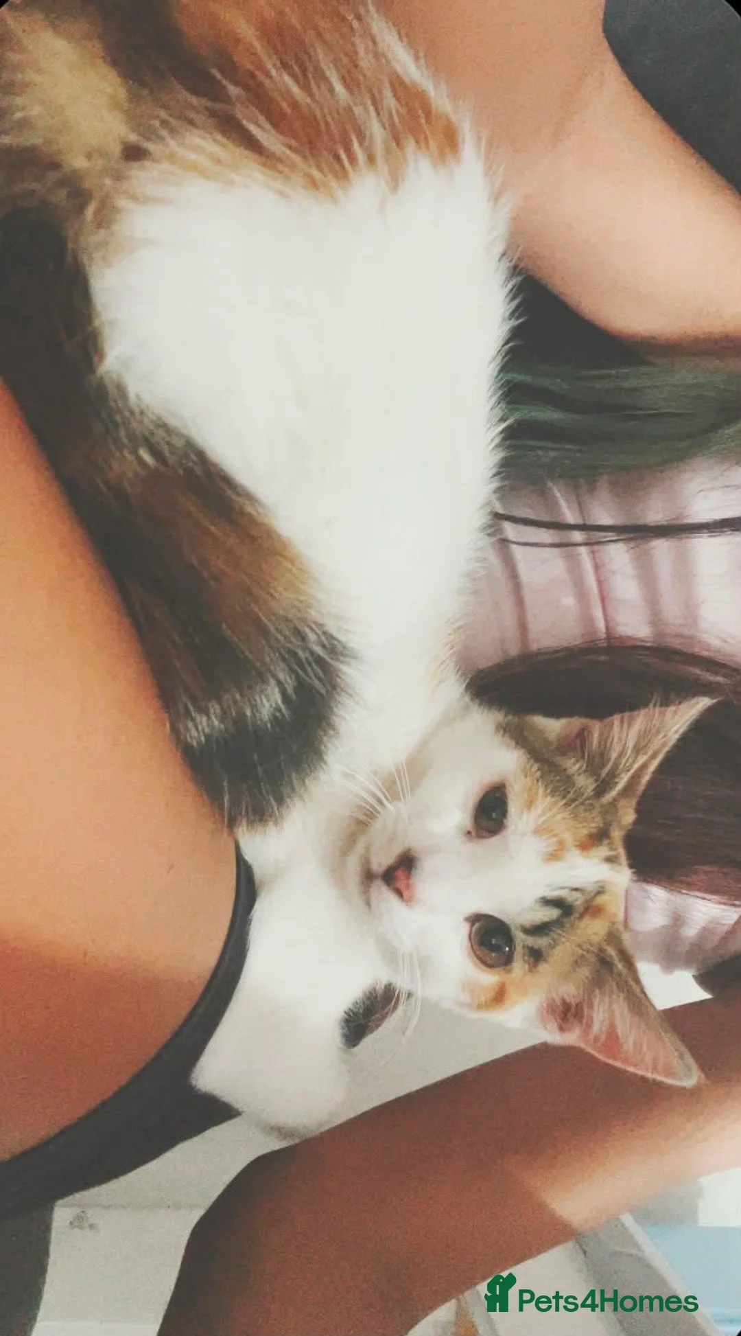 Mixed Breed cats for sale: Beautiful kitties - Advert 1