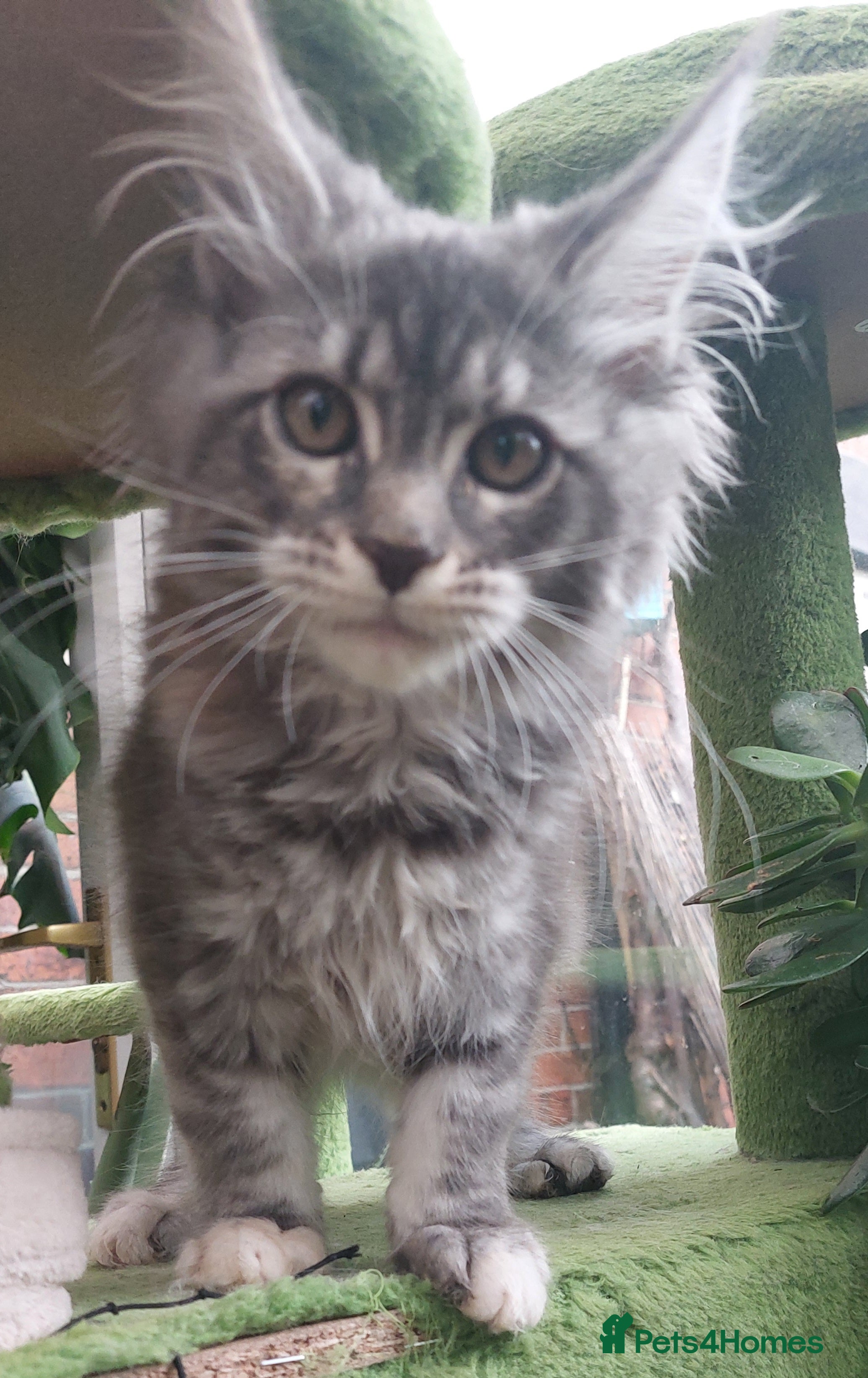 Maine Coon cats Main Coon Kittens - Advert 2