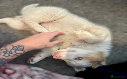 Australian Shepherd dogs for sale: Rare merle Australian shepherd puppy - Image 2