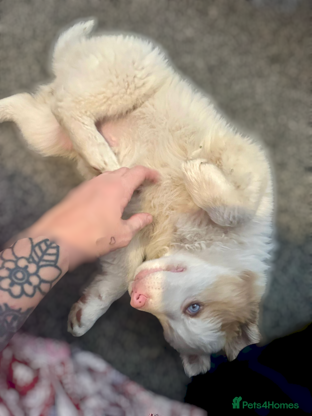 Australian Shepherd dogs for sale: Rare merle Australian shepherd puppy - Image 2