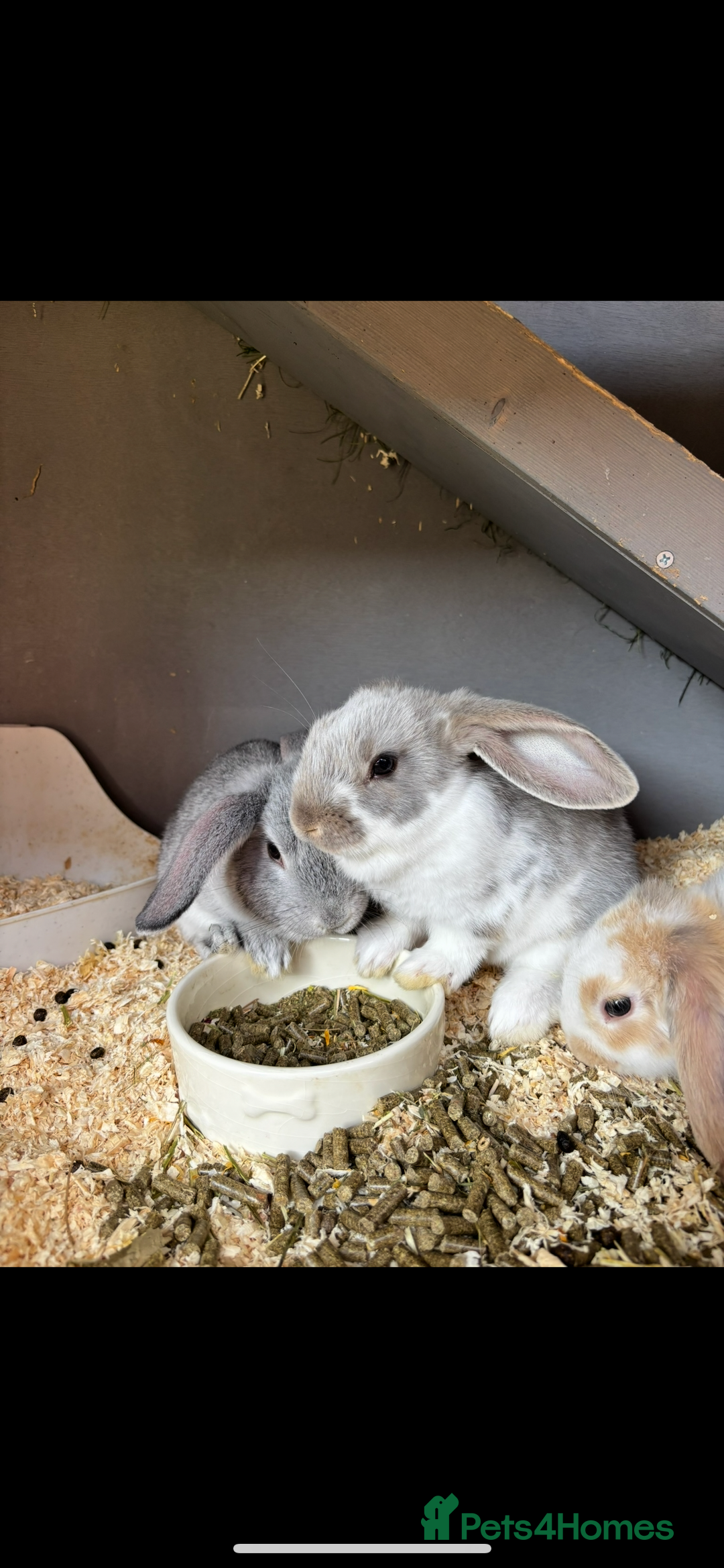 Mini Lop rabbits for sale: *READY NOW* Beautiful Lop eared Rabbits - Image 7