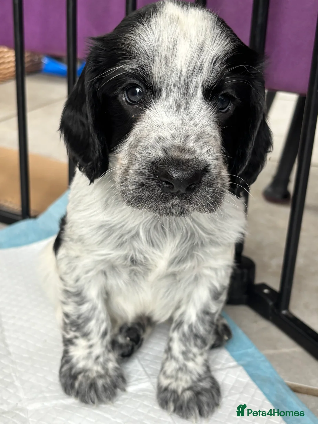 Cocker Spaniel dogs for sale: Working cocker spaniel puppies  - Advert 7