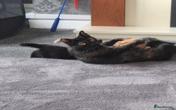 Mixed Breed cats for sale: 3 adorable male kittens  - Image 6