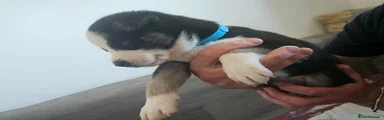 Huskita 5