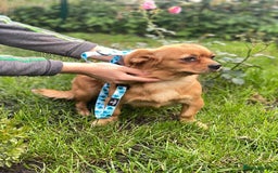 Mixed Breed dogs for adoption: 🐶💖 LIYA 💖🐶 - Image 4