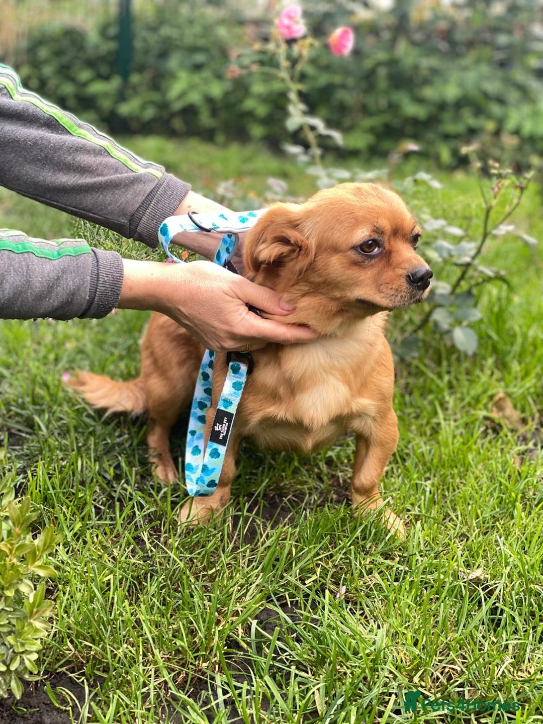 Mixed Breed dogs for adoption: 🐶💖 LIYA 💖🐶 - Image 4