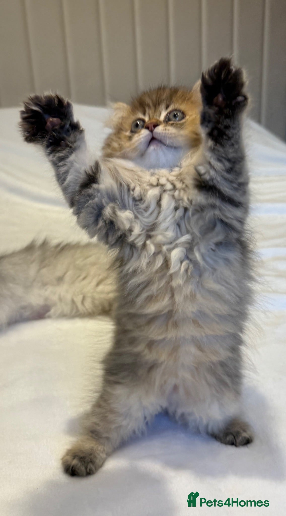 Persian cats GCCF Registered Persian Kittens Available - Advert 2
