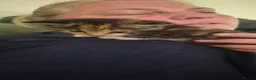 British Shorthair cats for sale: Cute Tabby Calico Mix - Advert 3