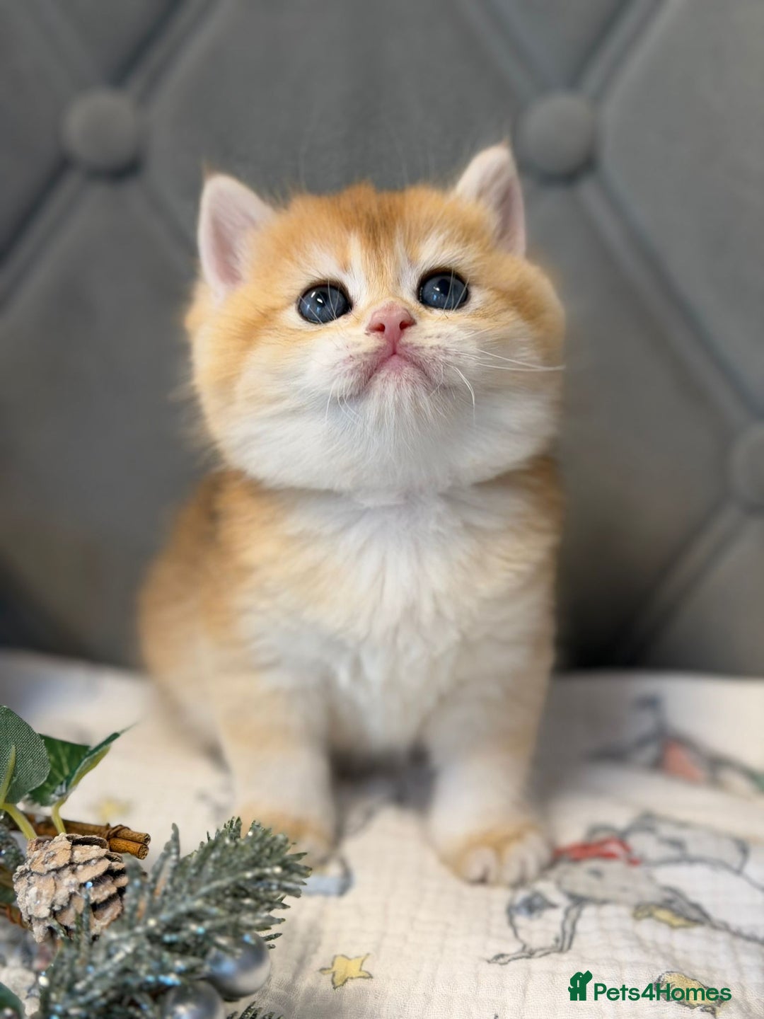 British Shorthair cats for sale: Champions lines Golden Chinchilla ny12 boys - Advert 4