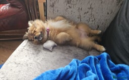German Spitz dogs for sale: German spitz puppy girl - Image 6