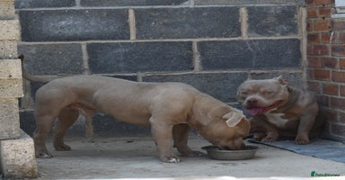 American Bully dogs for sale in Belper - Advert 10