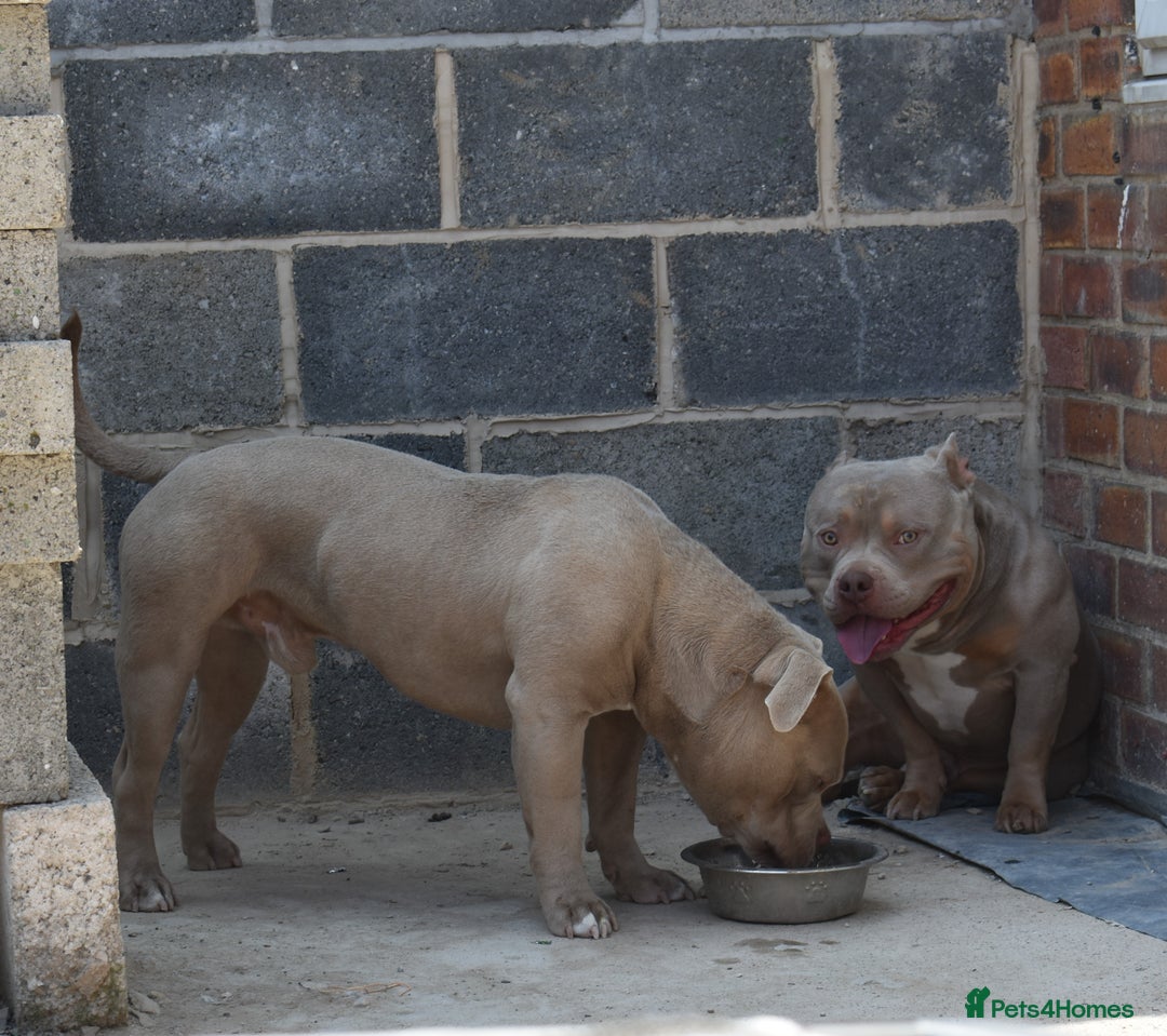 American Bully dogs for sale: lilac ghost pocket bully male  in Belper - Image 2
