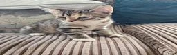 Bengal cats for sale: Female Bengal X kitten  - Advert 7