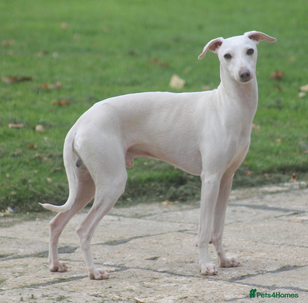 Italian Greyhound dogs for sale: KC Reg Italian Greyhound only 1 available - Advert 17