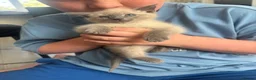 Siamese cats for sale: Blue/ lilac point siamese kittens  - Advert 3