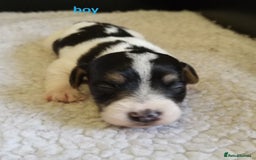 Jackapoo dogs for sale: Jackapoo puppies - Image 5