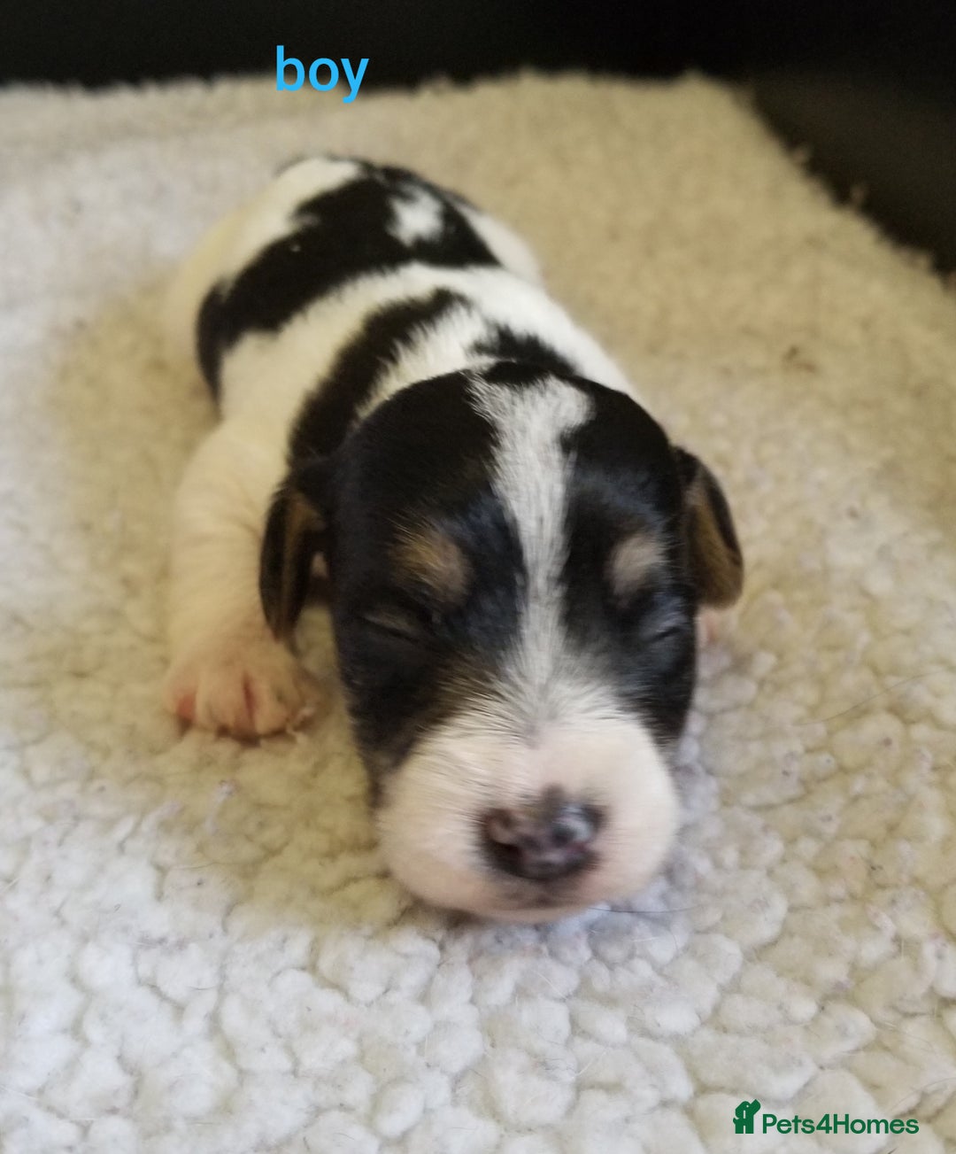 Jackapoo dogs for sale: Jackapoo puppies - Image 5