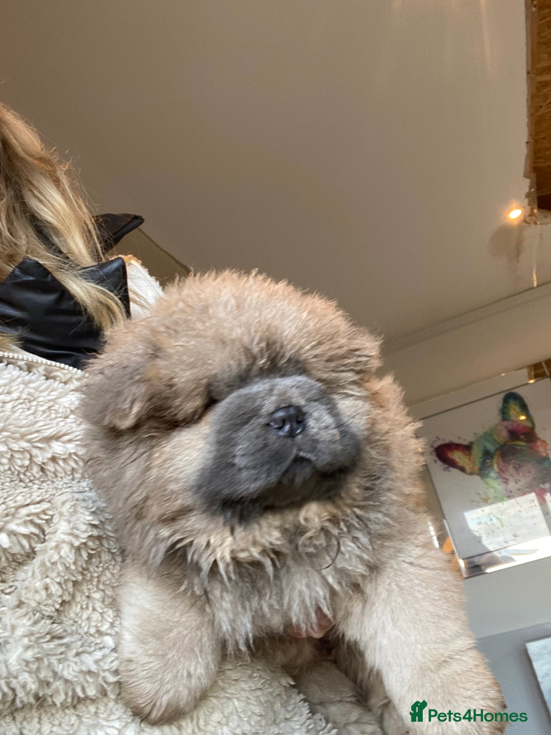 Chow Chow dogs for sale: Stunning Chow chow pups ready for new homes  - Advert 8