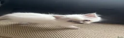 Ragdoll cats for sale: Beautiful Pure Ragdoll kittens - Advert 30