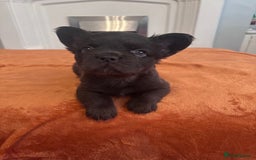 French Bulldog dogs for sale: Fluffy FrenchBulldogs - Image 19