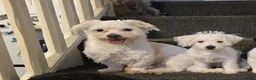 Maltese dogs for sale: Max the Maltese Boy 🐕  in Newport - Advert 4