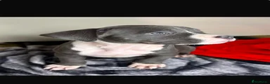 American Bully 6