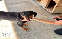 Mixed Breed dogs for adoption: Gambit, 5 yrs approx. Available for adoption. - Image 6