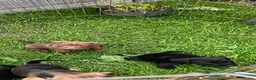 Mixed Breed dogs for sale: 3 Patterdale x Lakeland’s boys  - Advert 6